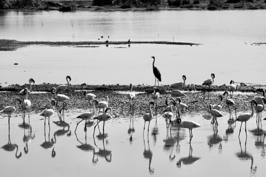 Lake Manyara National Park. 