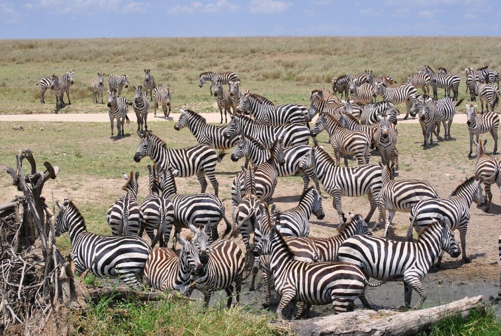 Adazzle of zebras in the Serengeti National Park. | Photo credit: Pixabay