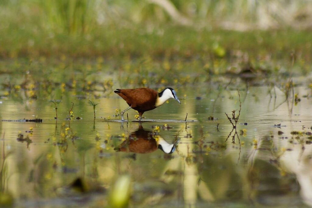 African Jacana. 