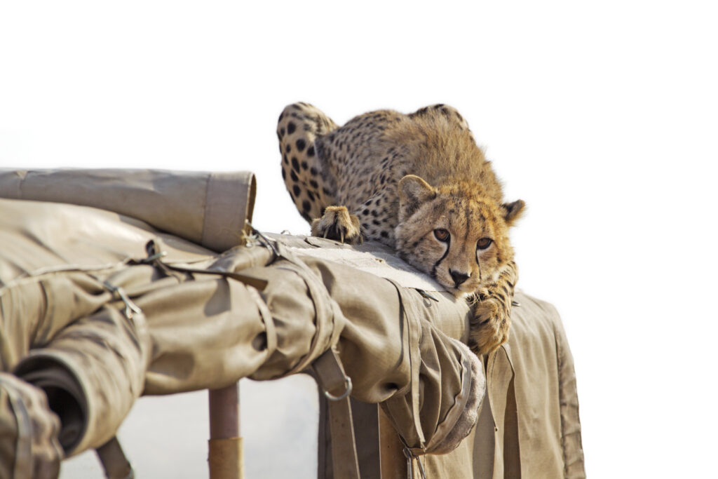 Cheetah-lying-on-the-roof-of-a-safari-jeep-Masai-Mara-National-Reserve-Kenya