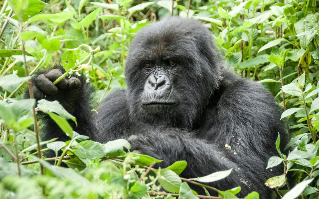 Close up of Mountain Gorilla in Volcanoes National Park, Rwanda | Photo credit: Albertoloyo from Getty Images via Canva