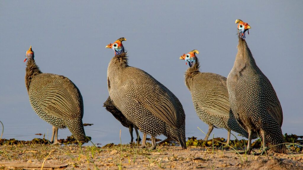 Helmeted Guineafowl