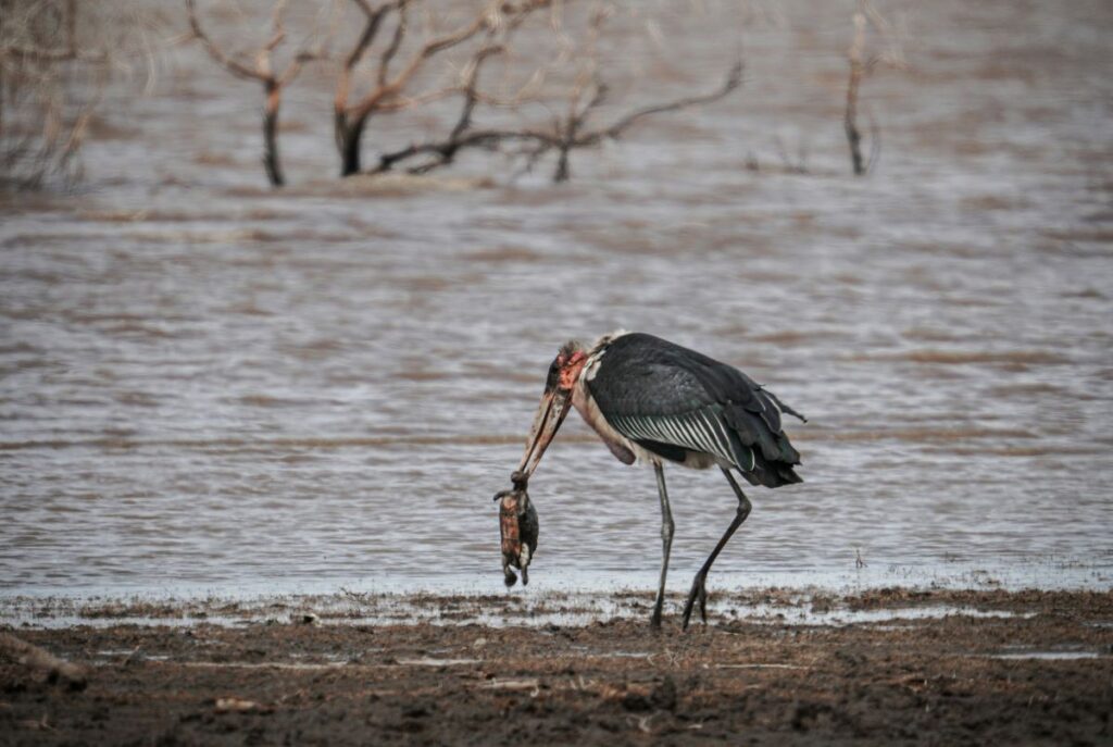 Marabou Stork 