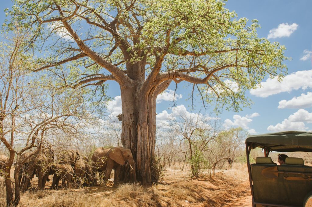 Elephants around a tree on a game drive | Photo credit: Ruaha River Lodge