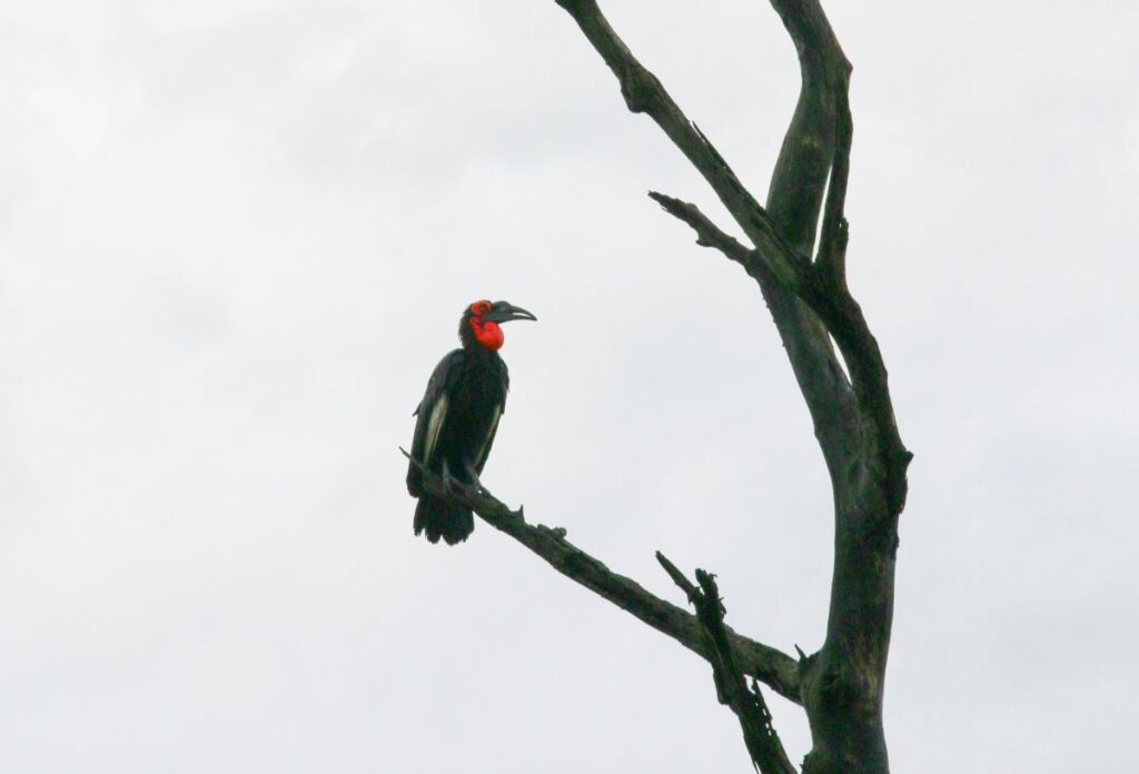 Southern Ground Hornbill