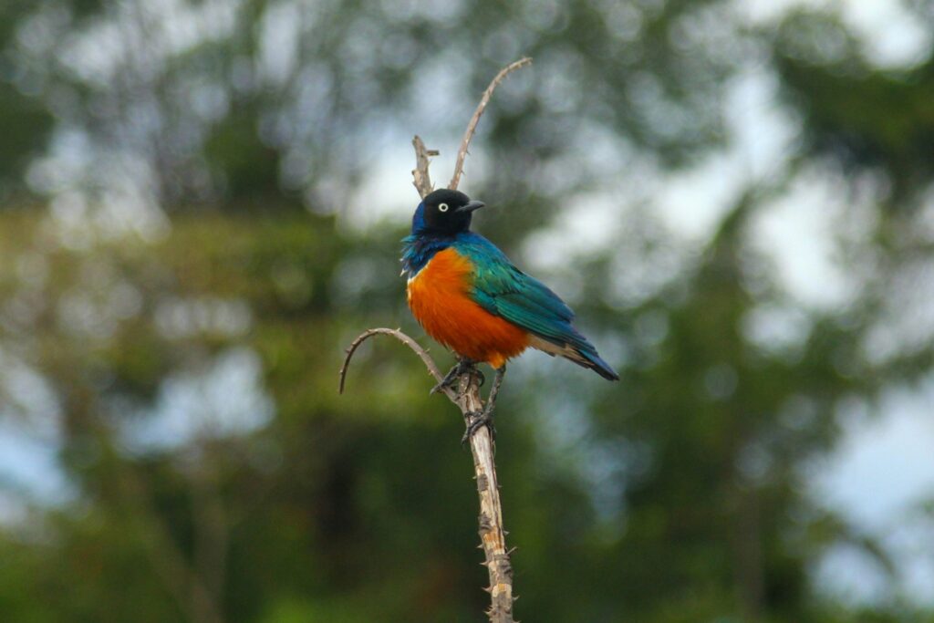 Superb Starling bird.