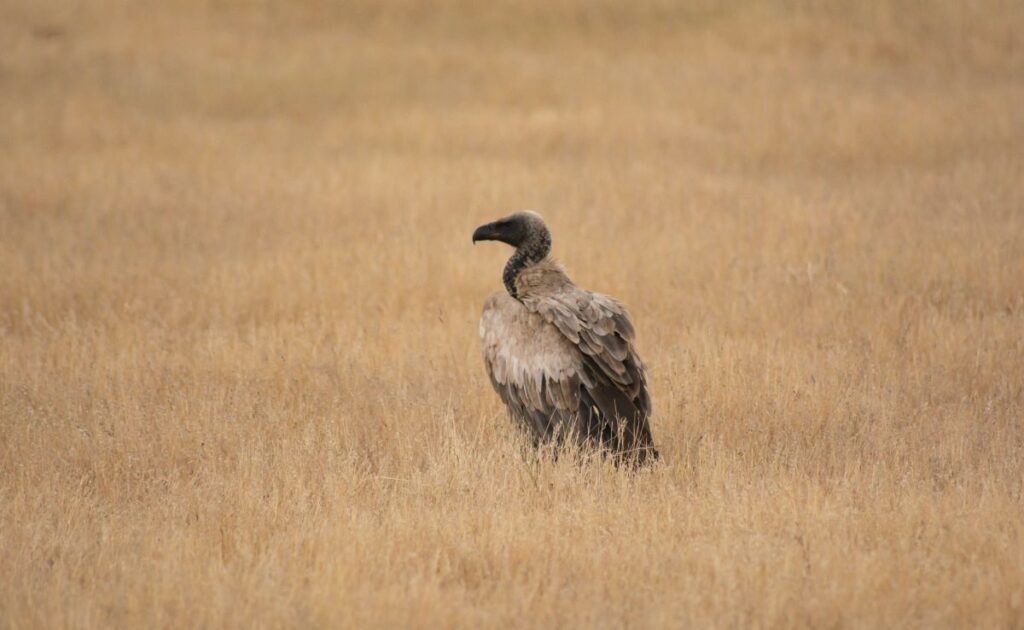 White Backed Vulture 