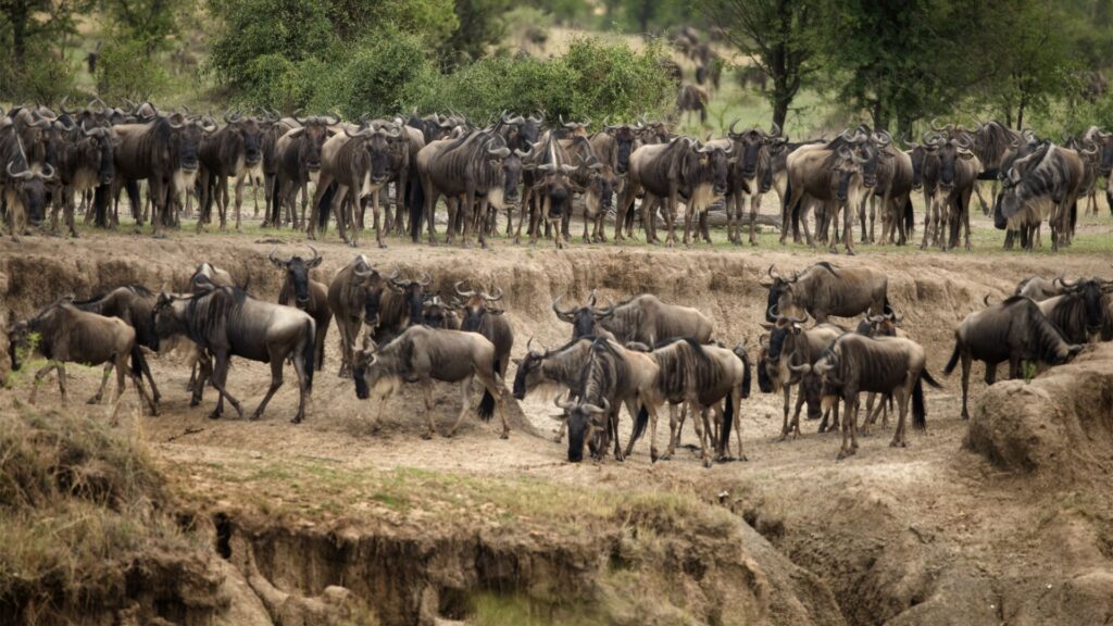 Zebra Crossing River, Serengeti National Park, Image Credit, Canva