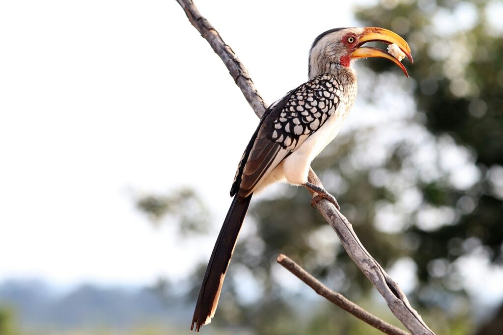 Yellow bill hornbill.