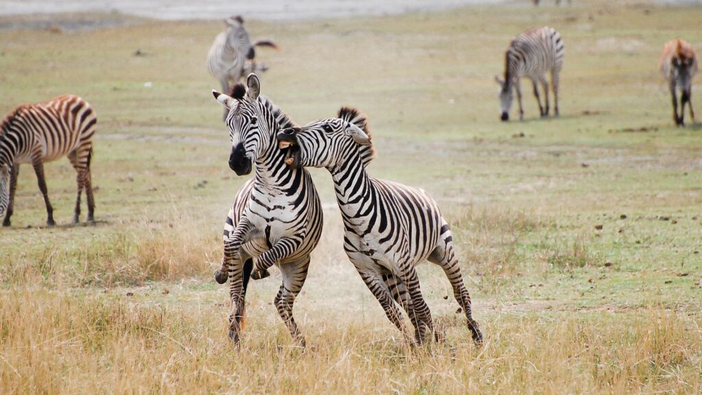 Zebra in the Ngorongoro Crater - Tanzania, Image credit, Canva