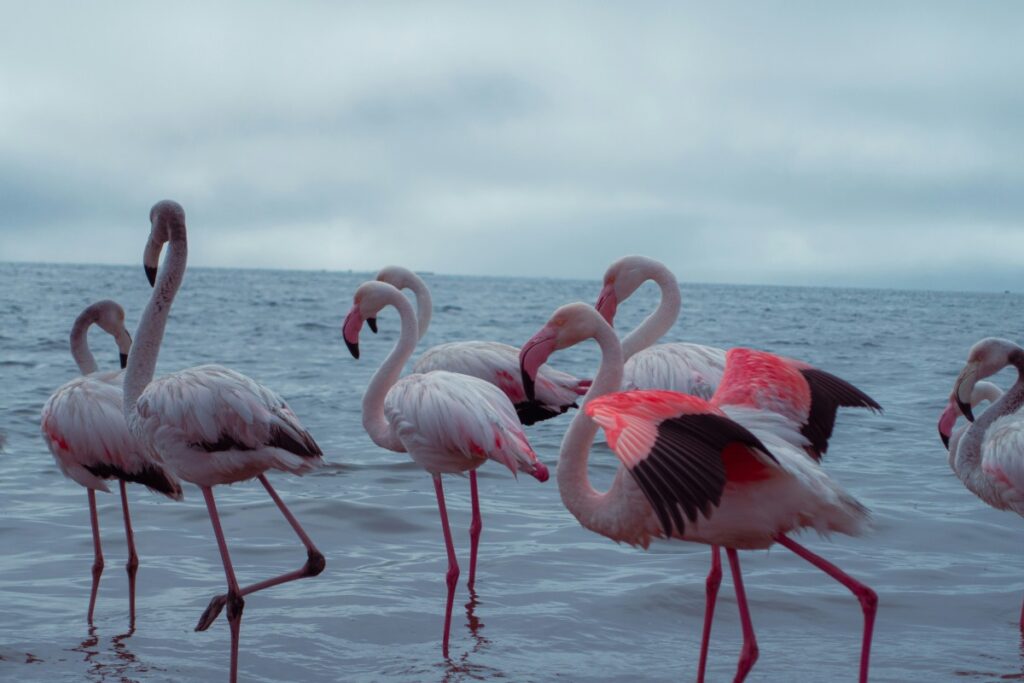 Flamingos in Walvis Bay, Namibia.