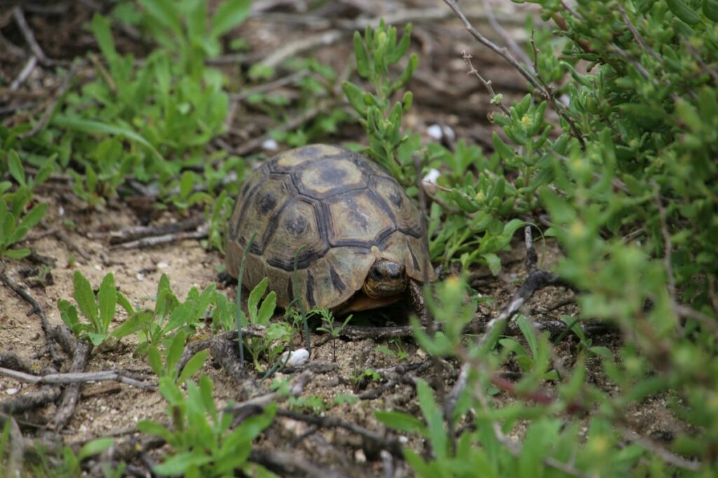 A wild tortoise in Langebaan.