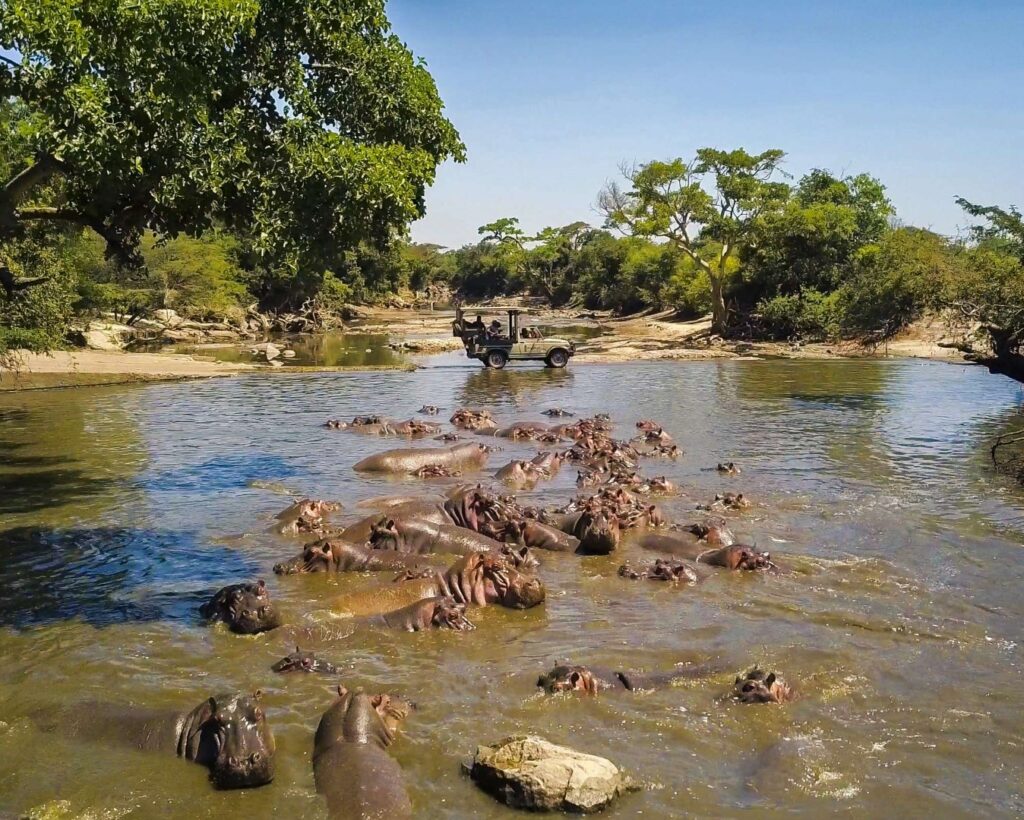 Hippos spotted on a safari | Photo credit: Asanja Grumeti