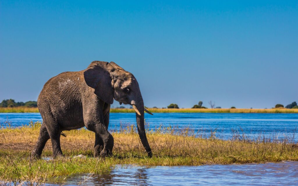 Elephant strolling through the Okavango Delta | Photo credit: Kavram via Canva