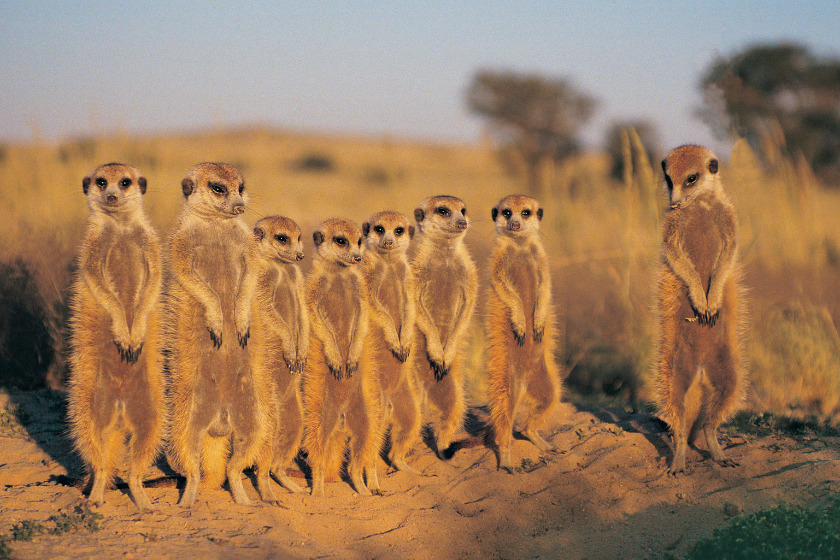 Meerkats in Central Kalahari Game Reserve, Botswana | Photo credit: Digital Vision via Canva