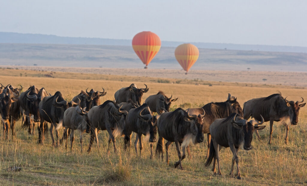 A balloon safari of the Great Wildebeest Migration in the Masai Mara in Kenya