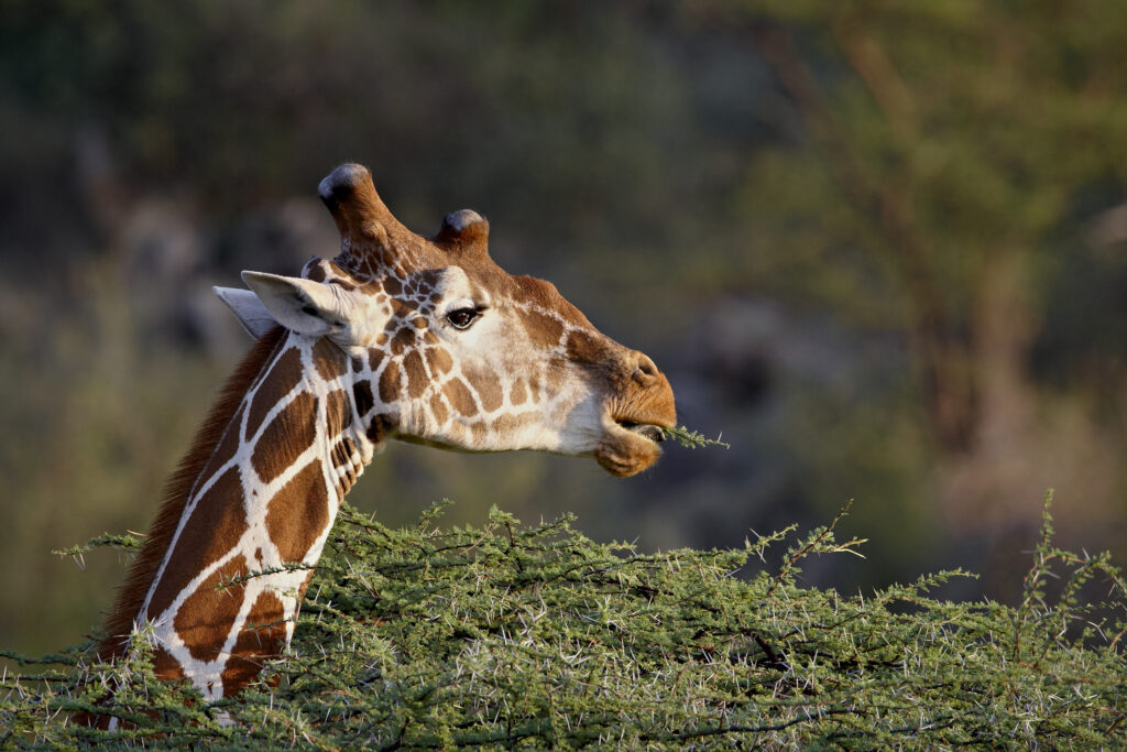 Reticulated giraffe (Giraffa camelopardalis reticulata), Samburu National Reserve, Kenya, East Africa, Africa