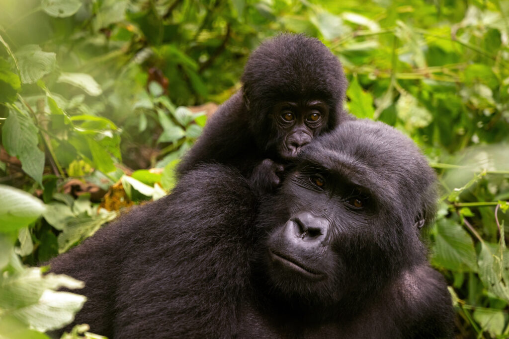 Adult female gorilla with baby, Gorilla beringei beringei, in the lush foliage of the Bwindi Impenetrable forest, Uganda.