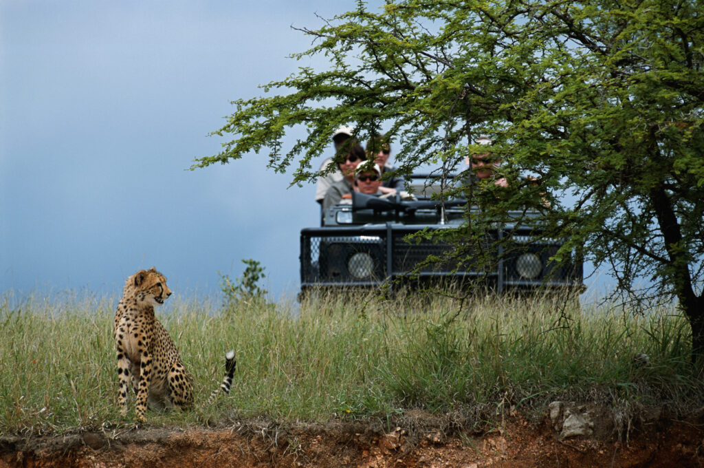 People in off road vehicle watching leopard (Panthera pardus)