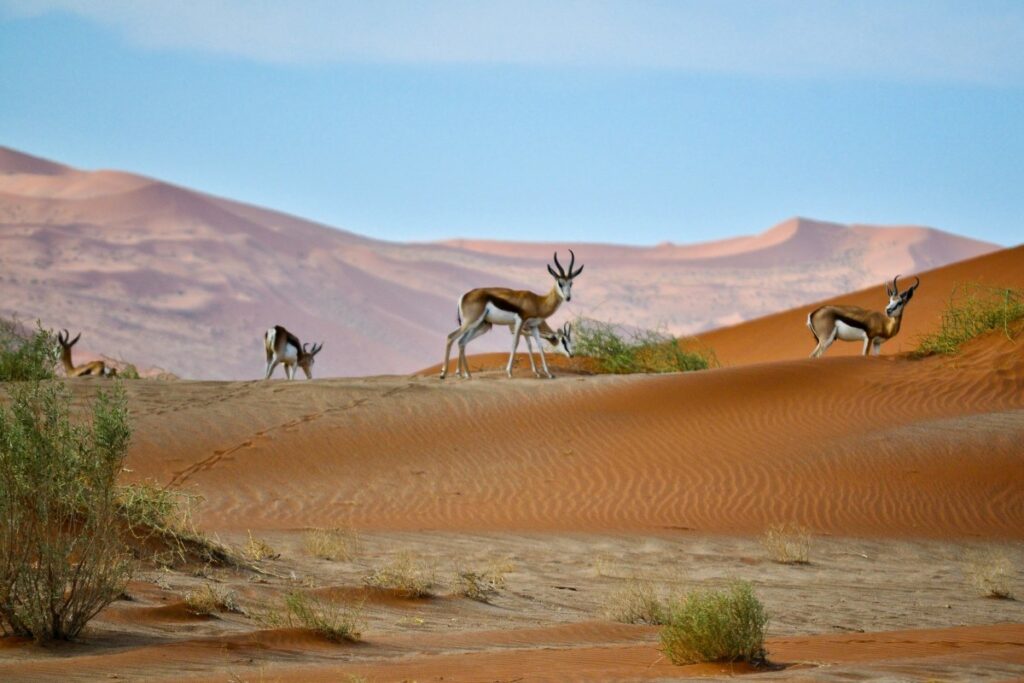 Antelope on a sand dune in Namibia.