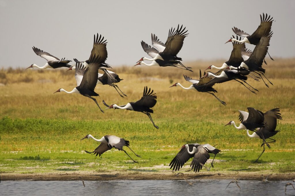  A flock of wattled cranes flying over a river in Liuwa National Park, Zambia. Photo: Getty Images