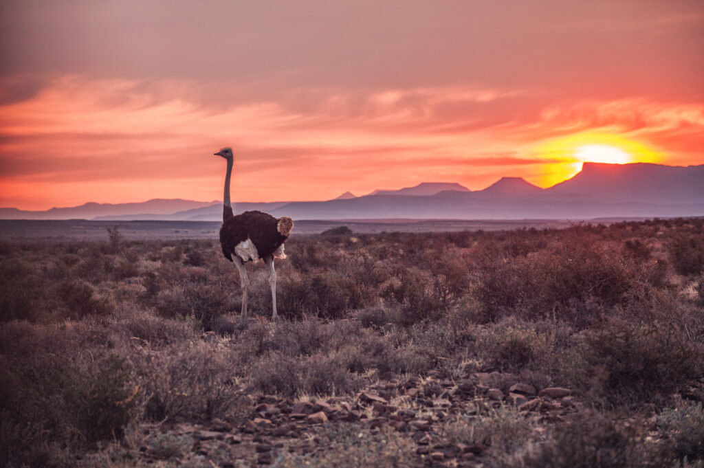 A male ostrich at sunset running over the Karoo plains in the Karoo National Park, South Africa. Photo: Getty Images