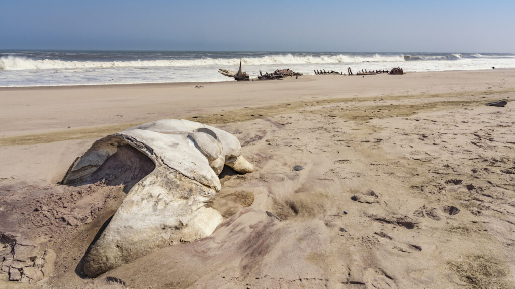 A whale skull near a shipwreck in the Skeleton Coast in Namibia. Photo: Getty Images