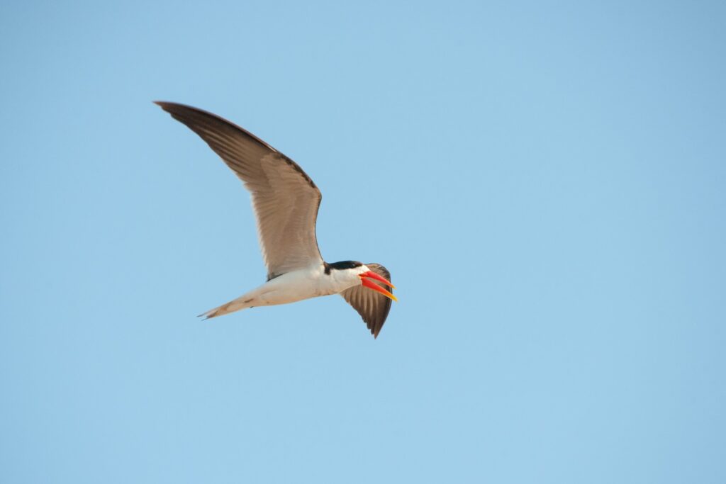 An African Skimmer flying above a river