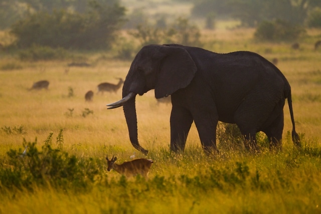 Best-of-Uganda-Small-Group-Tour-Discover-Africa