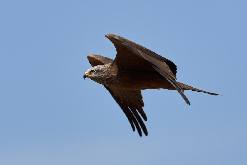 Close up of a Bat Hawk flying in the air. Photo: Canva