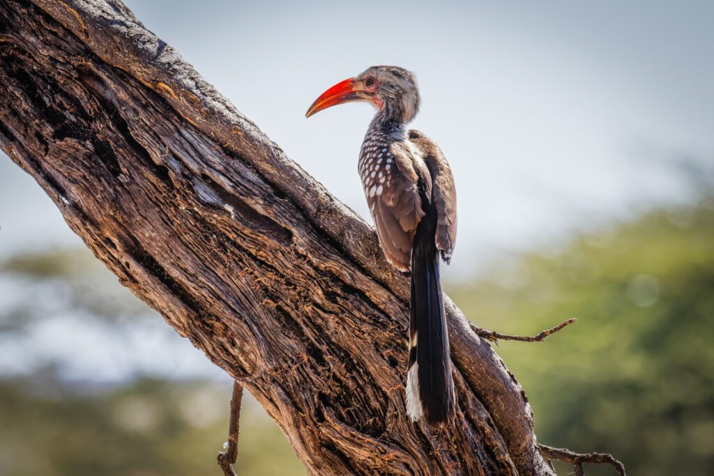 Damara red-billed hornbill sitting on a dead tree, Onguma Game Reserve , Namibia. Photo: Getty Images