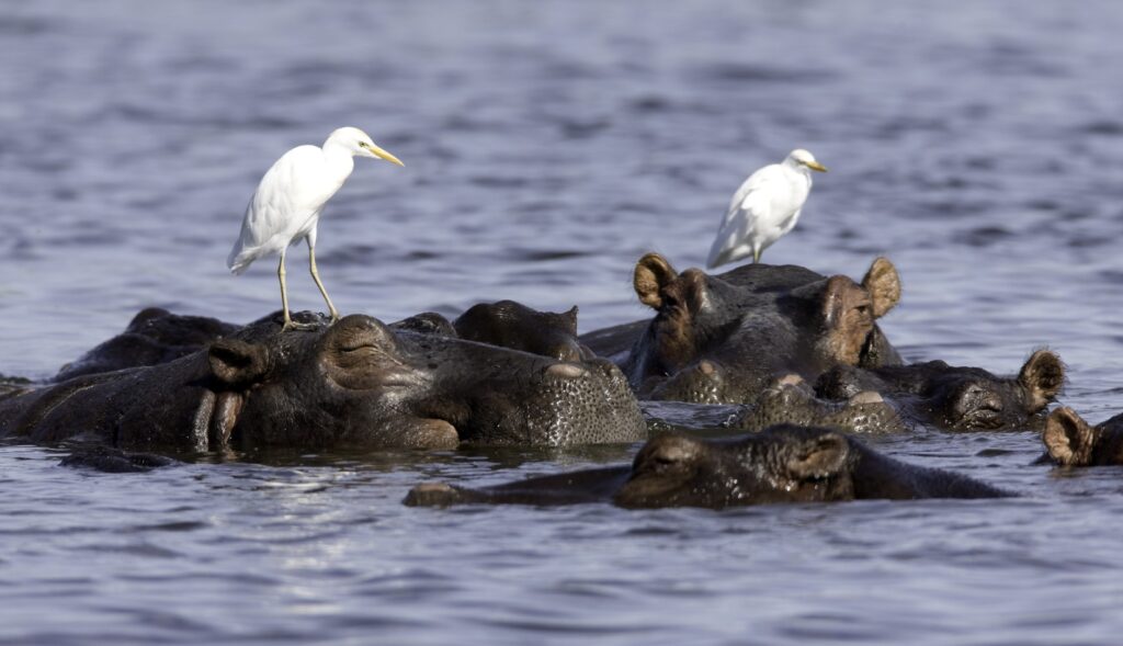 Egrets perched on hippos in the Okavango Delta Botswana. Photo: Getty Images