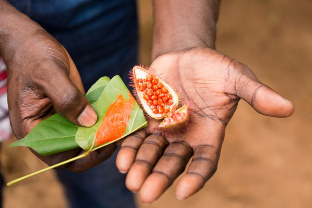 Farm worker on Zanzibar spice plantation presenting freshly harvested annatto food coloring seed during a guided spice tour