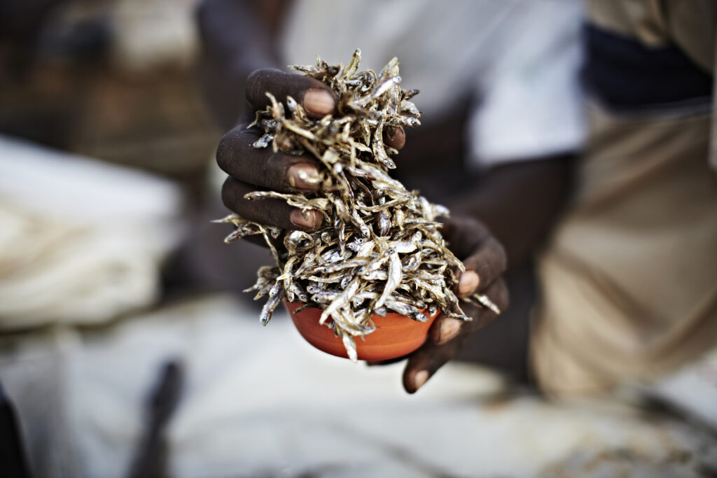 A man holding a cup of Kapenta fish. Photo: Getty Images