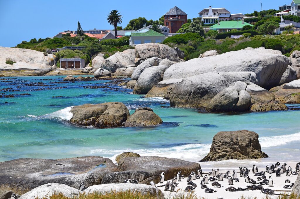 Penguins at Boulders Beach, Cape Town, South Africa. Photo: Getty Images