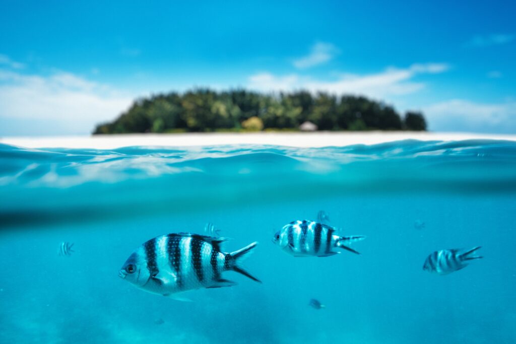 Group of zebra fishes swimming in the sea by Mnemba Island, Zanzibar