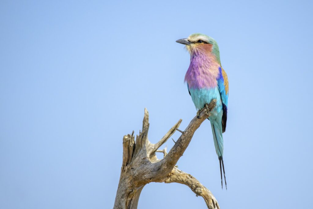 Lilac-breasted Roller perched on branch in Kruger National Park, South Africa. Photo: Getty Images