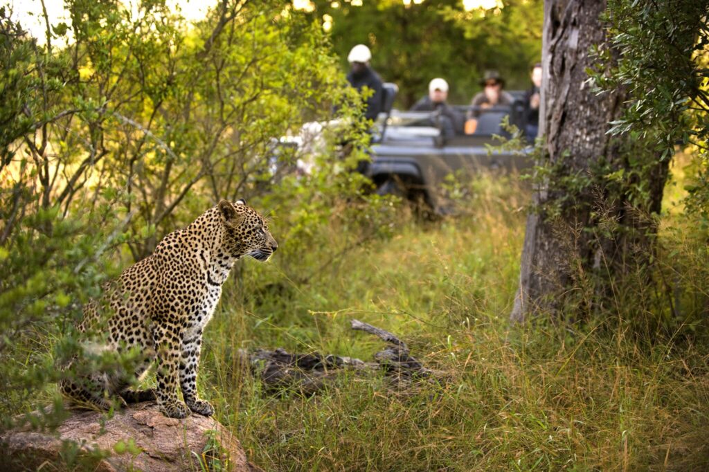 Lion-Sands-Luxury-Highlights-Cape-Town-Kruger-and-Victoria-Falls-Discover-Africa-1024x682