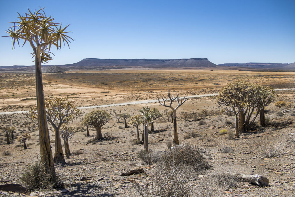 Quiver Tree forest in the hot and dry Karoo desert with a blue sky background. Photo: Getty Images