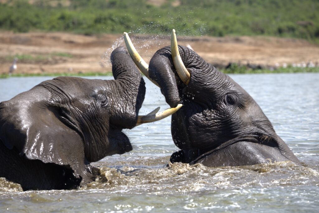 Elephants Rwanda 