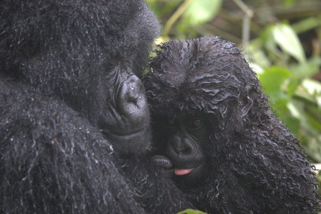 A mother gorilla and her baby in Volcanoes National Park. 