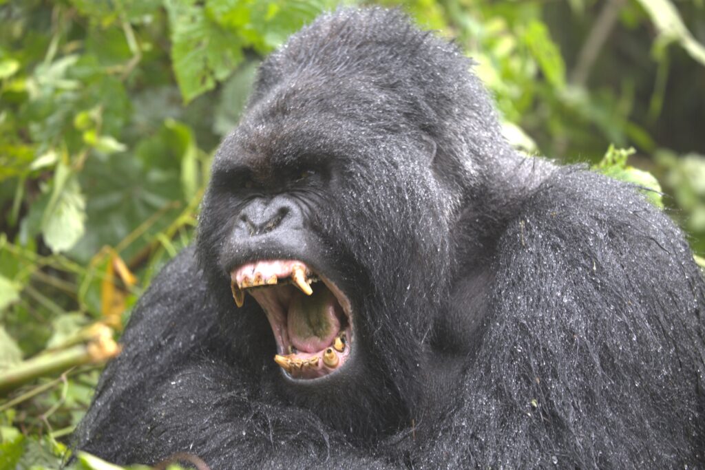 Rwanda_Steve_Gorillas-3-1024x683