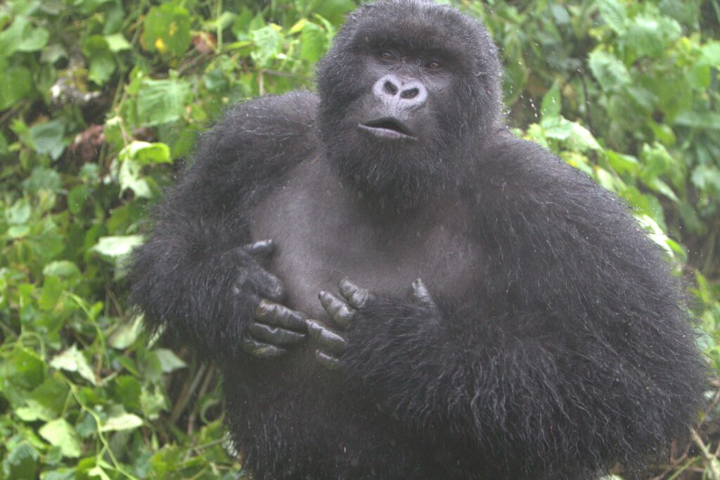 Gorilla Rwanda Volcanoes National Park