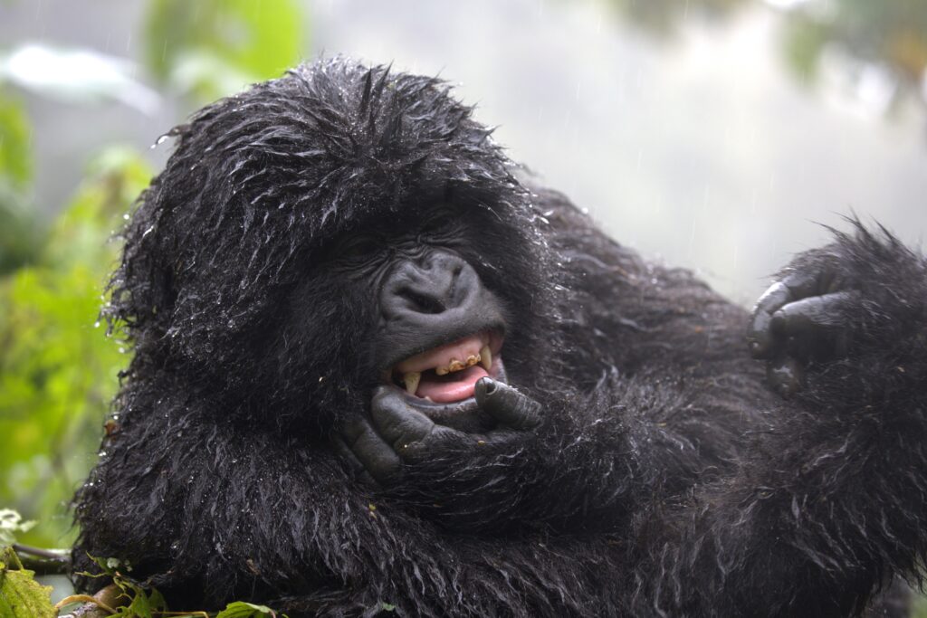 Gorilla Rwanda Smiling