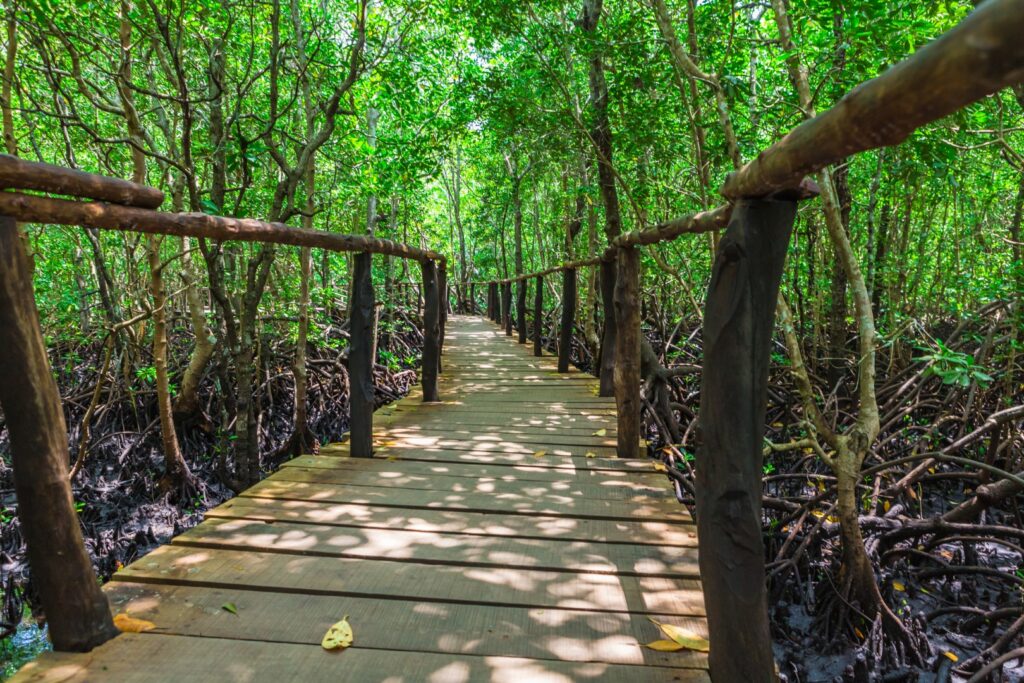 Walkway in Jozani Forest Reserve, Zanzibar