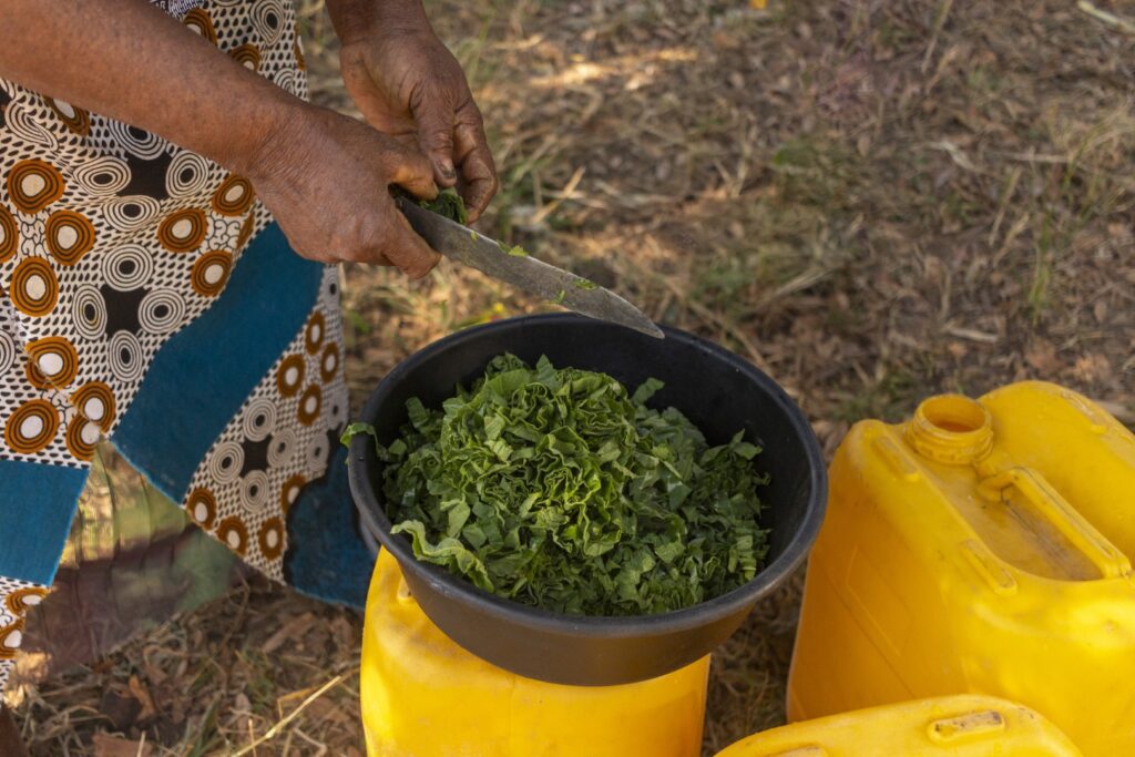 Woman cutting pumpkin leaves in stripes for Muboora stew. Photo: Getty Images