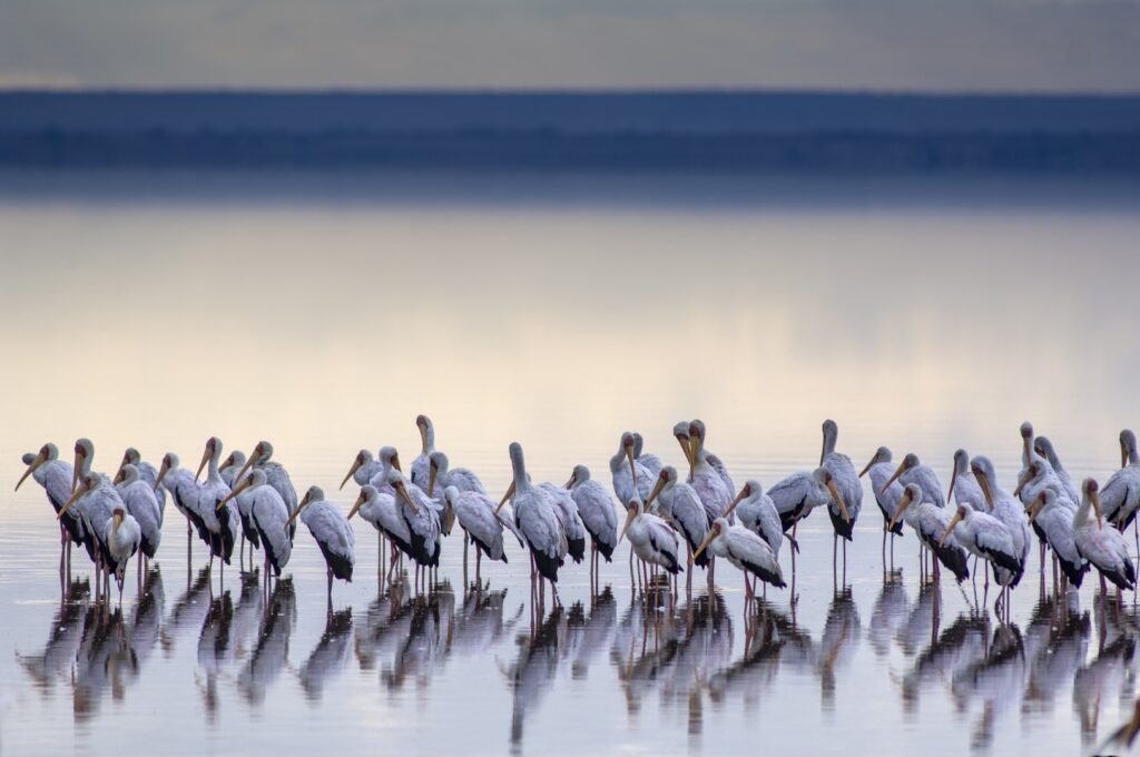 Yellow-billed Storks in Lake Manyara National Park, Tanzania