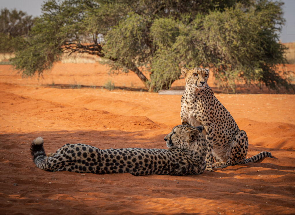 Cheetah couple in the Kalahari in Namibia, Africa. Photo: Getty Images