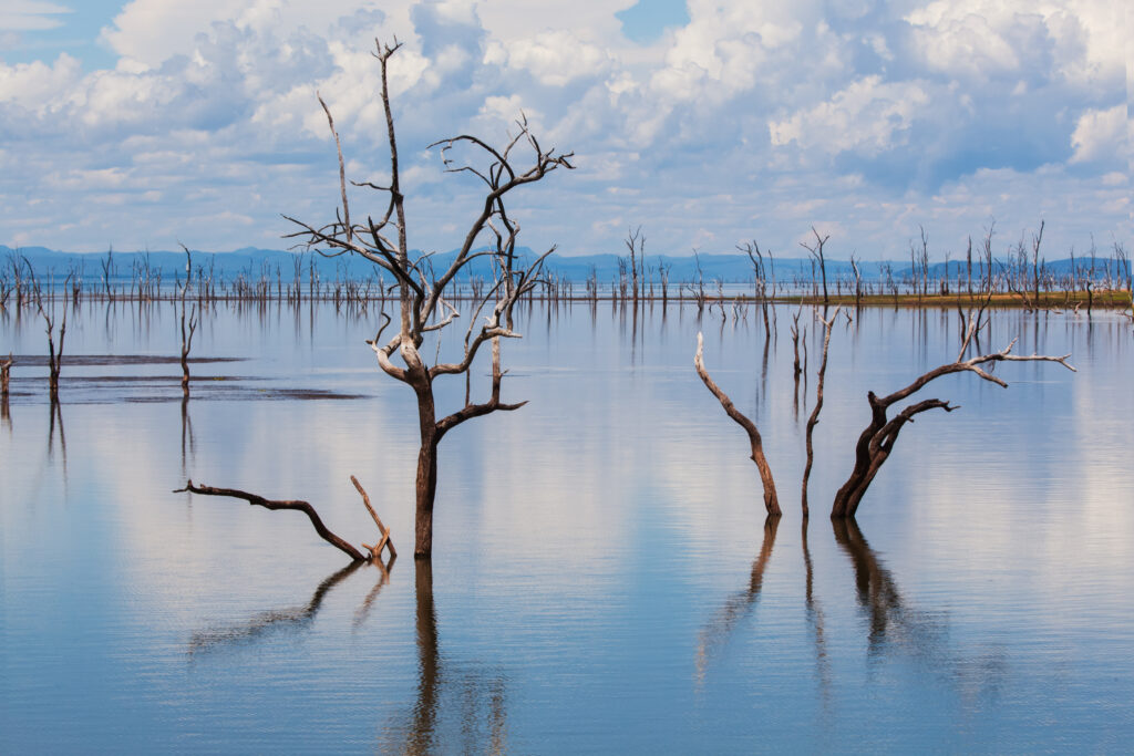 Dead trees on Lake Kariba between Zimbabwe and Zambia. Photo: Getty Images