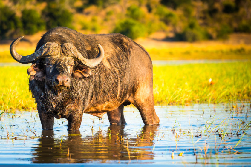 African Buffalo in a river in Chobe, Botswana. Photo: Canva